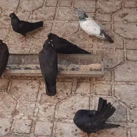 کفتر زاغ از دانه خور مفلق بزرک|پرنده|یزد, |دیوار