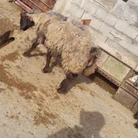 شیشک چاق حوشک