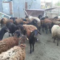 میش و بره قزل افشار وافشاری