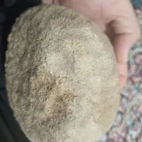 فسیل مرجان زیبا|جواهرات|بافت, |دیوار