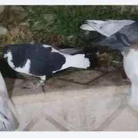 کفتر|پرنده|اسفراین, |دیوار