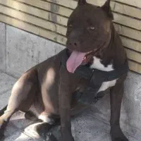 فروش سگ پیت بول