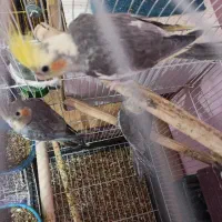 ۵ عدد عروس هلندی ۵ ماهه