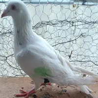 نر پلاکی قیمت توافقی