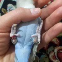 طوطی برزیلی کوتوله رام و دستی حلقه پا زیبا|پرنده|باغستان, |دیوار