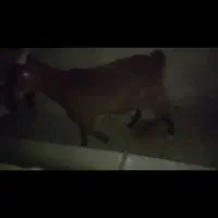 بز سانن زاییده دوقلو با یک بزغاله نر مناسب قربانی