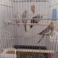 سلام..فروش جوجه عروس|پرنده|میانه, |دیوار