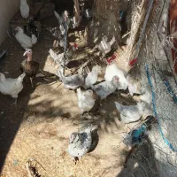 گلین ترکی در اهرم|حیوانات مزرعه|اهرم, |دیوار