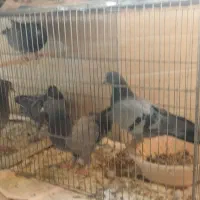 گروهان سبز پرشی|پرنده|تهران, مشیریه|دیوار