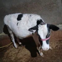 گوساله ماده