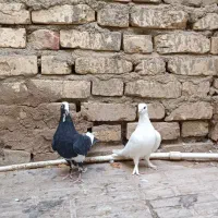 کفتر پلنگ سفید و جفت پلاکی