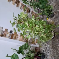 گل پتوس سینگونیم سینگونیوم فیلودنترون فیلودندرون|گل و گیاه طبیعی|اندیشه, اندیشه فاز ۱|دیوار