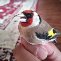 سیره عروسک|پرنده|سرپل ذهاب, |دیوار