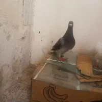 گمشده سبز ریش داره