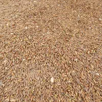 فروش یونجه درجه یک وبلوط|عمدهفروشی|رامهرمز, |دیوار