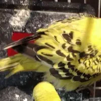 یک عددمرغ عشق ماده  بالغ