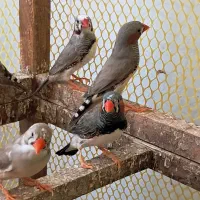 فنچ|پرنده|رفسنجان, |دیوار
