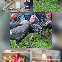 فروش جوجه بوقلمون برنز و بوربون|حیوانات مزرعه|بابل, |دیوار