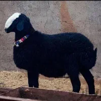 گوسفند زنده 350متری بنیاد