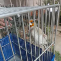 سهره کرمونی نر حربه دار|پرنده|قرچک, مهدیه|دیوار