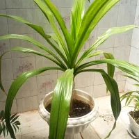 گل ذرتی سرحال و زیبا