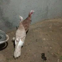 بوقلمون تخم گذار