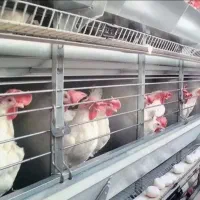 مرغ تخمگذار