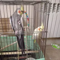 یک جفت عروس هلندی مولد نر و ماده با تخم