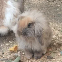 خرگوش لوپ اصیل|موش و خرگوش|آمل, |دیوار