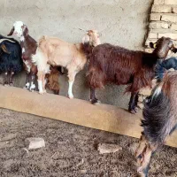 کره نر|حیوانات مزرعه|هامون, |دیوار