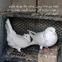 پاجفتی کبوتر