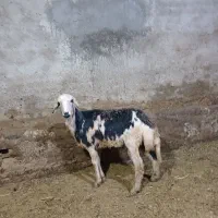 بره ماده پلنگی