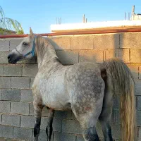 پانسیون(نگهداری)اسب
