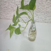 قلمه های پتوس