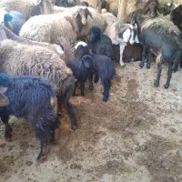 چندتا گوسفندوبز نروماده|حیوانات مزرعه|ابهر, |دیوار