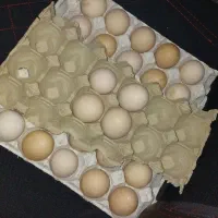 تخم نطفه دار و جوجه اصیل برهما