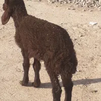 یک راس بره افشاری