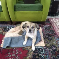 واگذاری سگ شیتزو|سگ|تهران, باشگاه نفت|دیوار