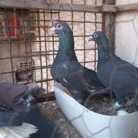 سار ..ساده ..کلاغ