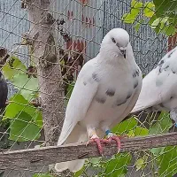 کبوتر نر پنج عدد پرشی|پرنده|رشت, توشیبا|دیوار