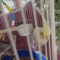 عروس هلندی سخنگو|پرنده|مراغه, |دیوار