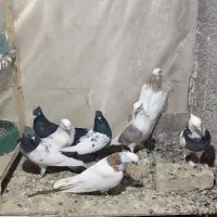 کبوتر رنگه پرشی نر|پرنده|مشهد, شهید قربانی|دیوار