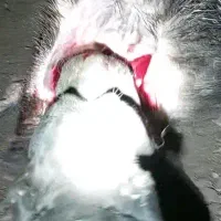 پیتبول سیخوری ورازی