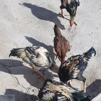 ۴ عدد خروس باری|حیوانات مزرعه|شاهین دژ, |دیوار