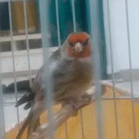 سهره قناری|پرنده|مشکیندشت, |دیوار