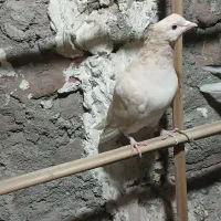 سینه ای ماده بازرد نر