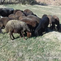 فروش 15عدد بره نره افشار وبز اسرائیلی نر وگوس