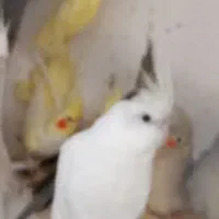 طوطی عروس هلندی|پرنده|رودسر, |دیوار