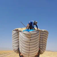 فروش کاه سفید