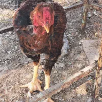 مرغ وخروس محلی|حیوانات مزرعه|بندر گناوه, |دیوار